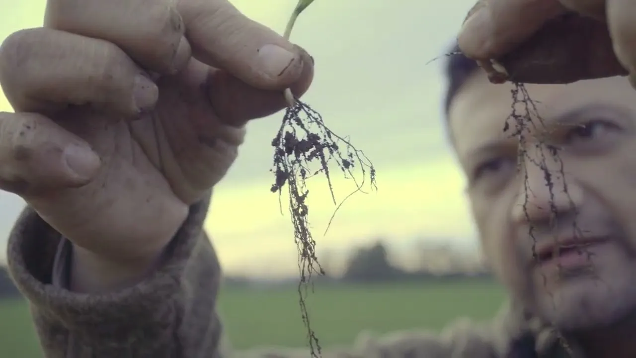 Productor agrícola sostiene plantas con sus raíces frente a un campo, al atardecer